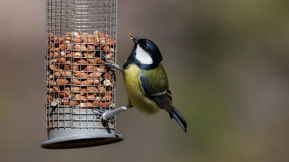 Get your garden ready for spring; bird feeding